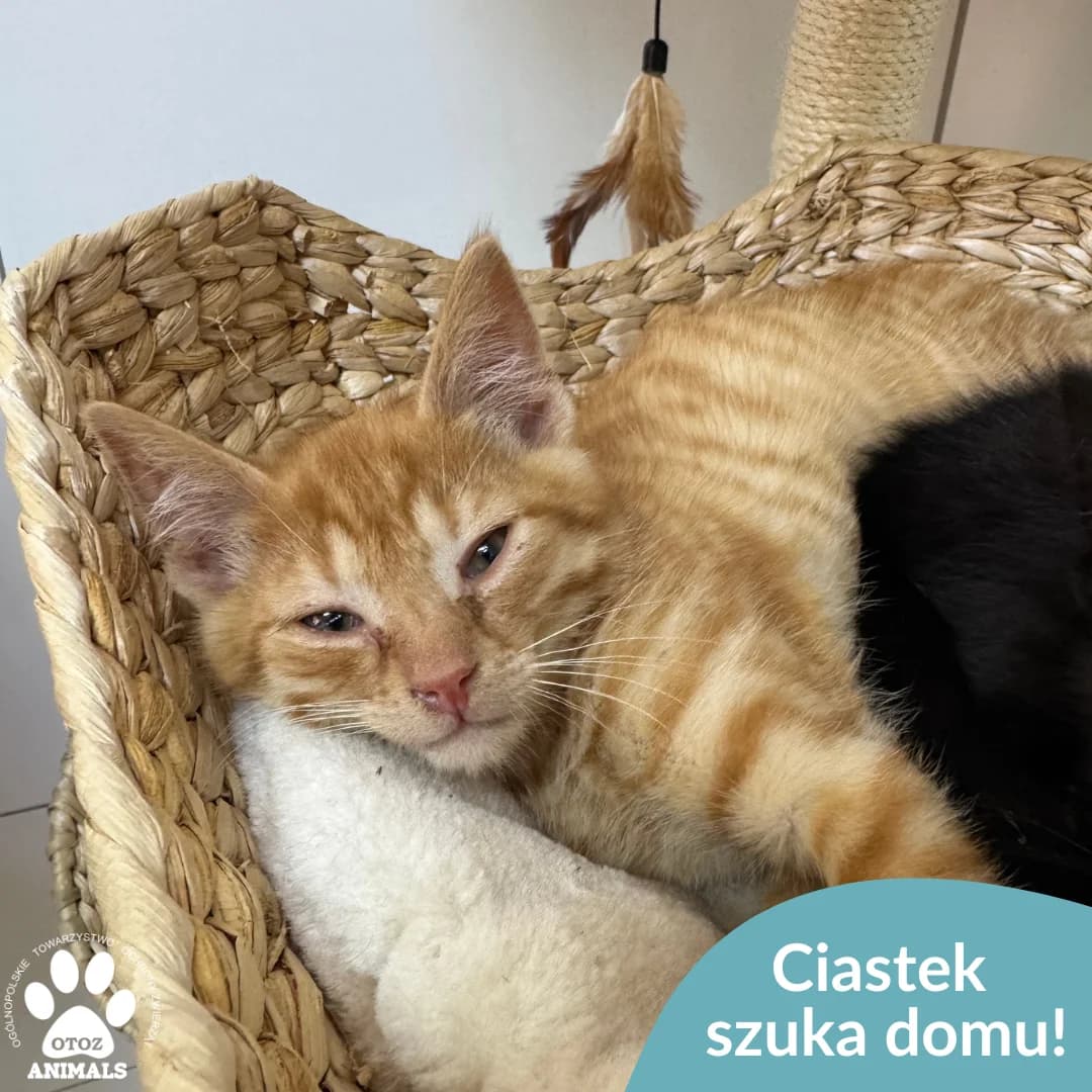 Ciastek, rudy male young Mixed Breed for adoption at OTOZ Animals — Schronisko w Starogardzie Gdańskim