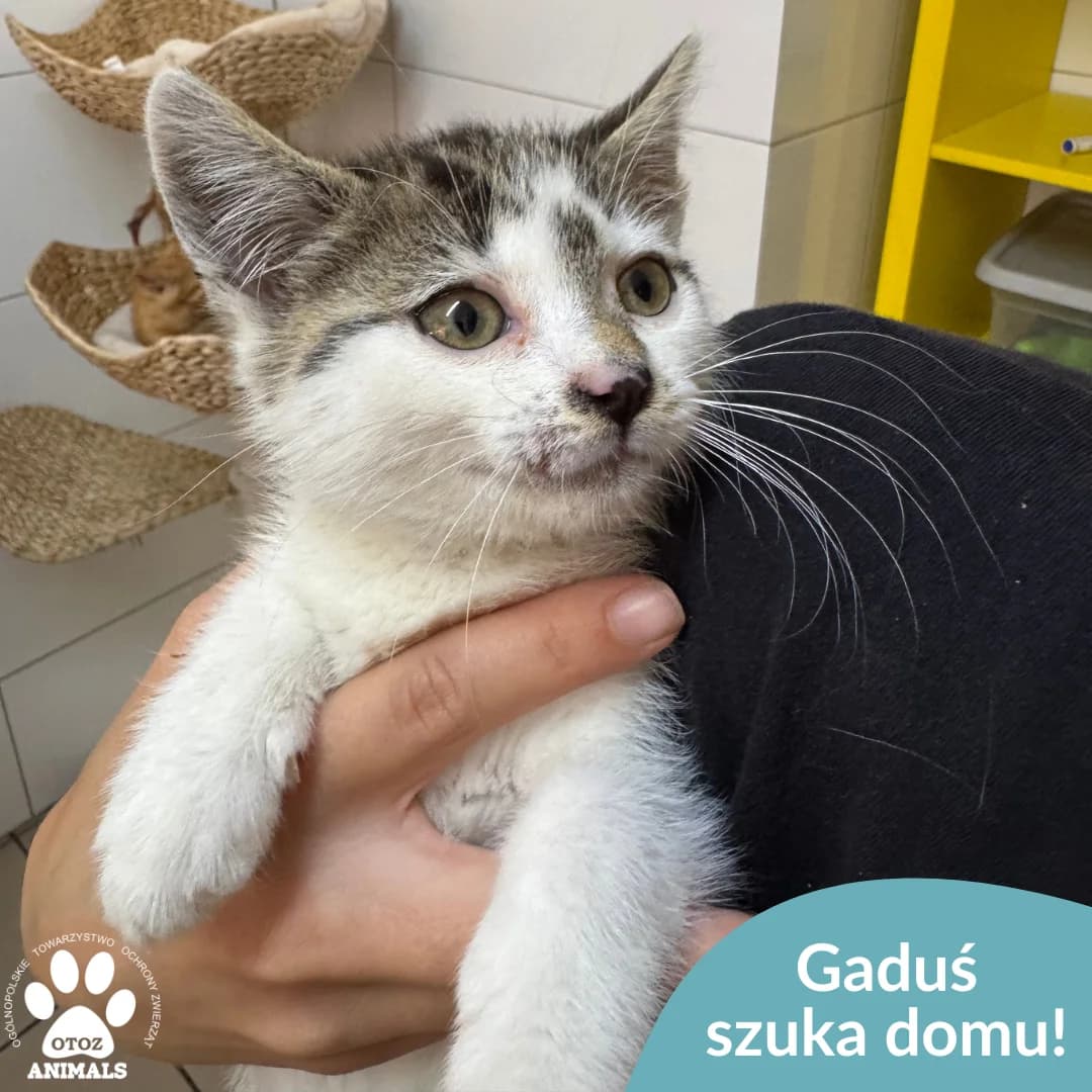 Gaduś, male young Mixed Breed for adoption at OTOZ Animals — Schronisko w Starogardzie Gdańskim