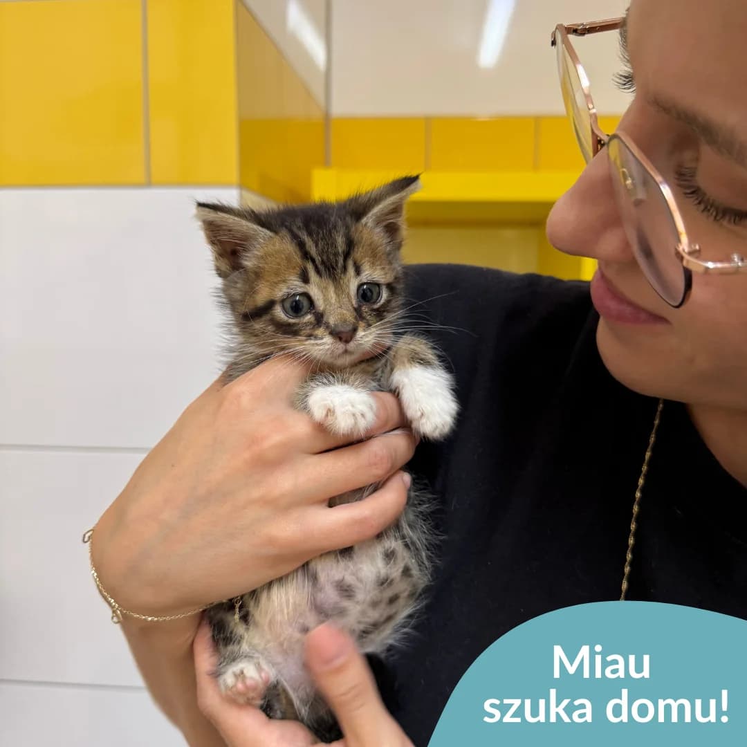 Miau, tabby / pręgowany male young Mixed Breed for adoption at OTOZ Animals — Schronisko w Starogardzie Gdańskim