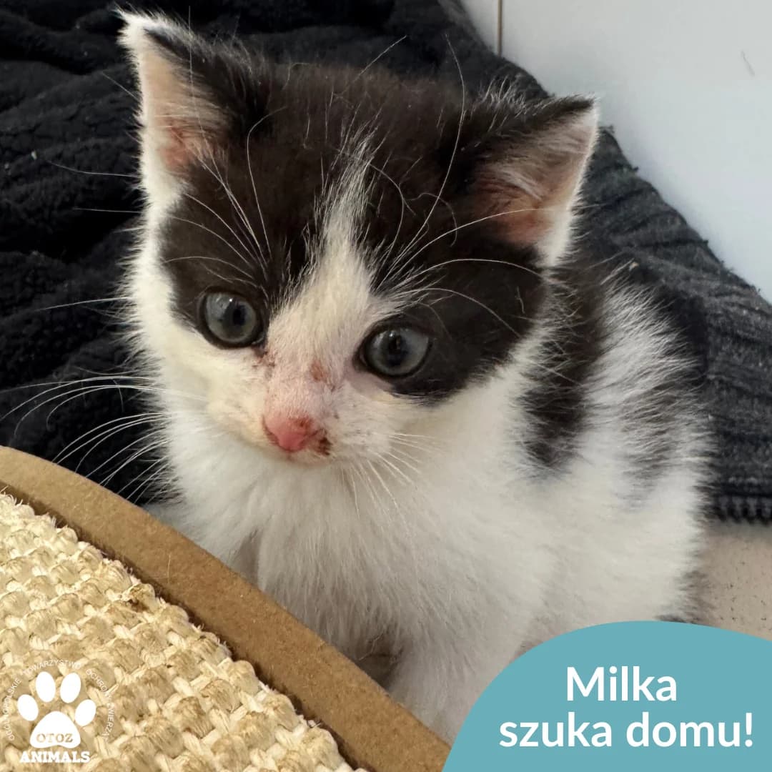 Milka, czarno-biały female young Mixed Breed for adoption at OTOZ Animals — Schronisko w Starogardzie Gdańskim