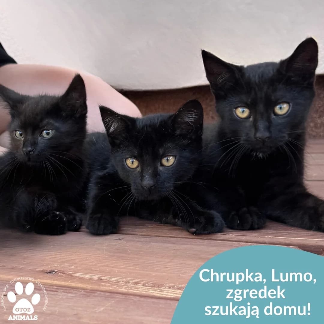 Chrupka, Lumo, Zgredek, czarny female young Mixed Breed for adoption at OTOZ Animals — Schronisko w Starogardzie Gdańskim