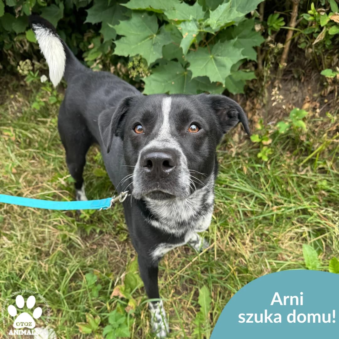 Arni, czarno-biały male 5yo Mixed Breed for adoption at OTOZ Animals — Schronisko w Starogardzie Gdańskim