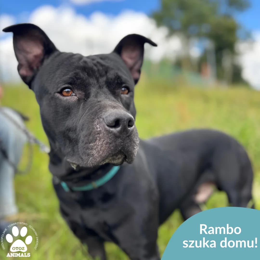 Rambo, male 5yo American Staffordshire Terrier for adoption at OTOZ Animals — Schronisko w Starogardzie Gdańskim