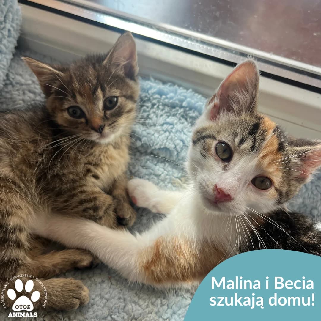 Becia i Malinka, female young Mixed Breed for adoption at OTOZ Animals — Schronisko w Starogardzie Gdańskim
