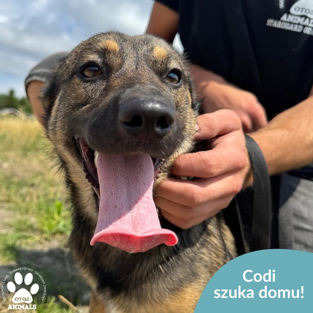 Codi, male young Mixed Breed for adoption at OTOZ Animals — Schronisko w Starogardzie Gdańskim