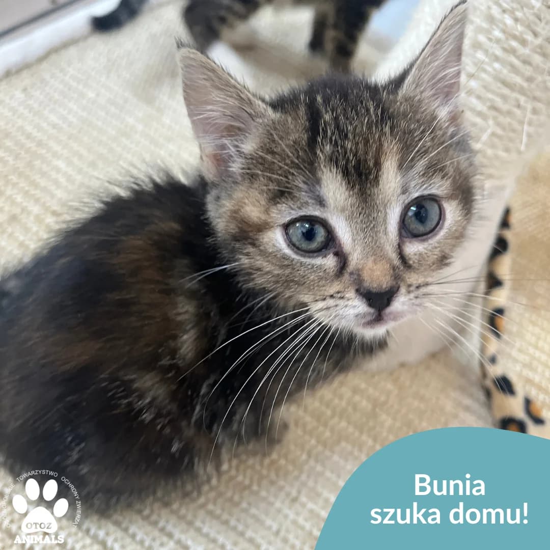 Bunia, female young Mixed Breed for adoption at OTOZ Animals — Schronisko w Starogardzie Gdańskim