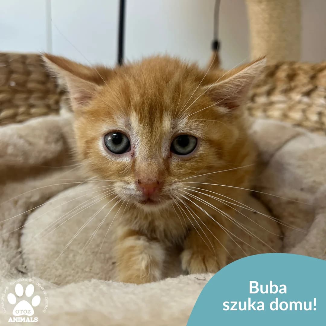 Buba, female young Mixed Breed for adoption at OTOZ Animals — Schronisko w Starogardzie Gdańskim