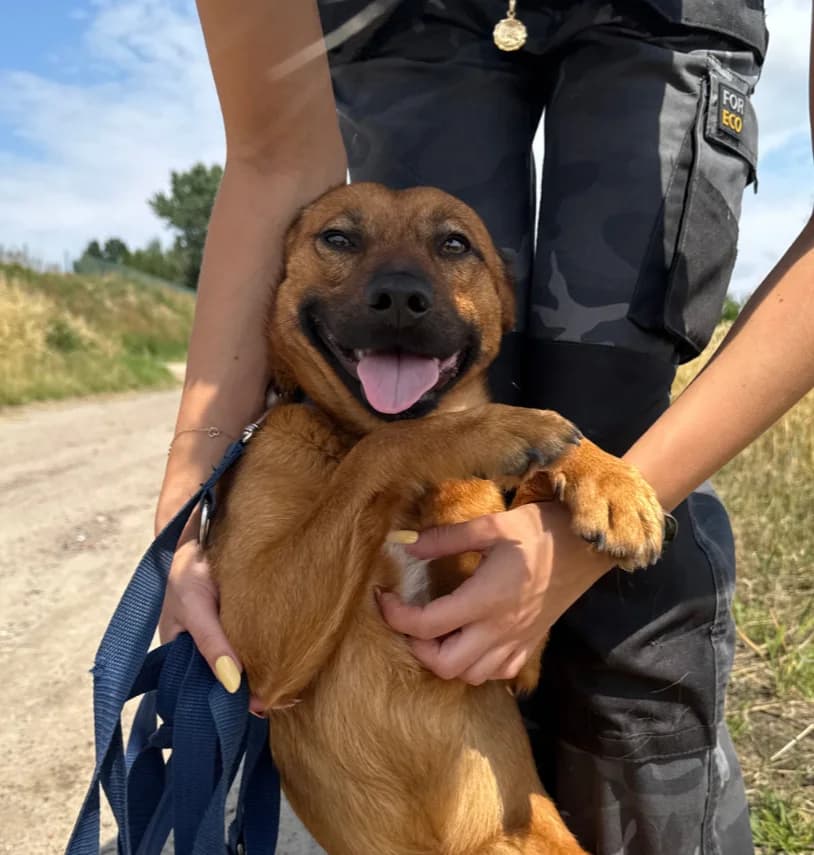 Cavi, rudy male young Mixed Breed for adoption at OTOZ Animals — Schronisko w Starogardzie Gdańskim