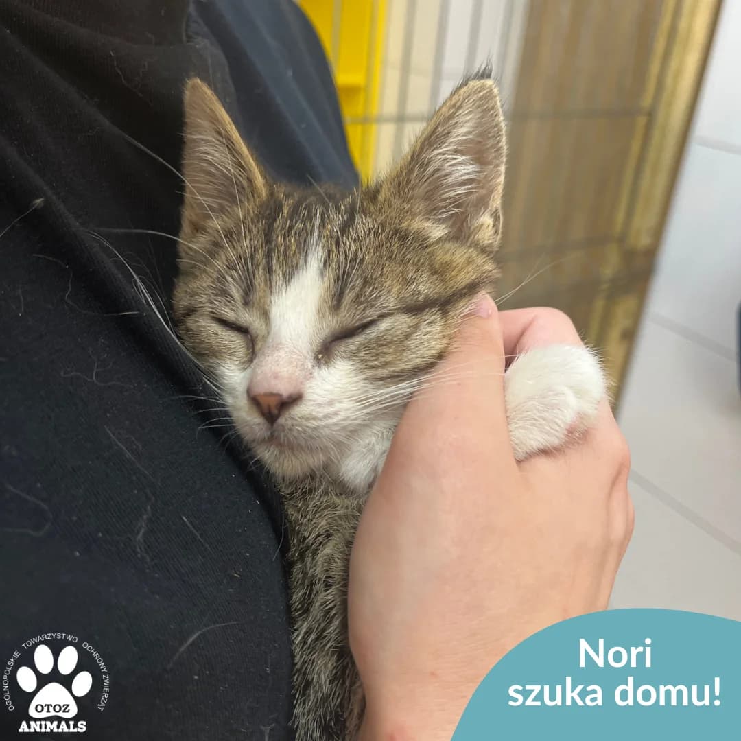 Nori, male young Mixed Breed for adoption at OTOZ Animals — Schronisko w Starogardzie Gdańskim