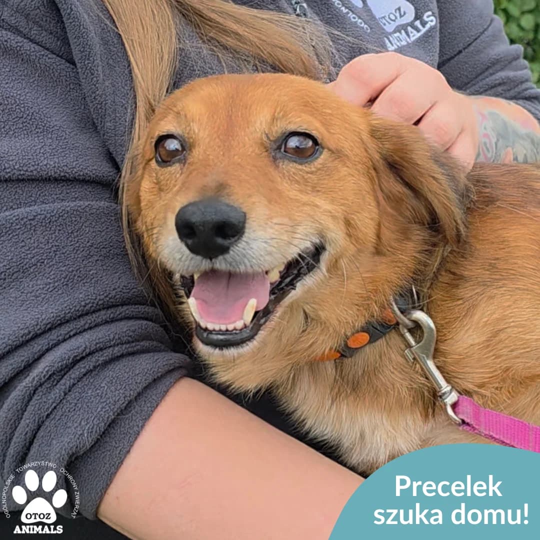 Precelek, male young Mixed Breed for adoption at OTOZ Animals — Schronisko w Starogardzie Gdańskim