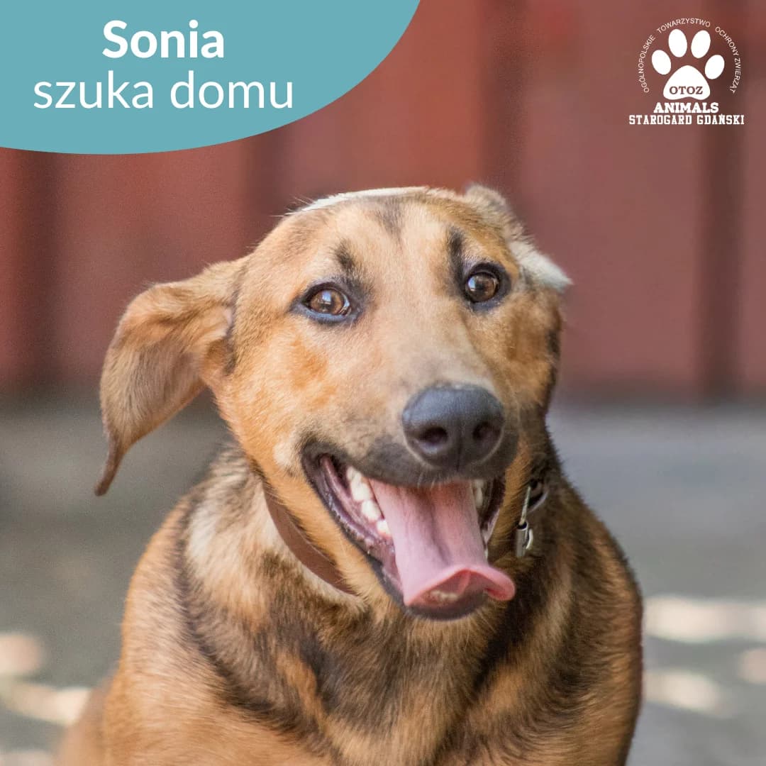 Sonia, female young Mixed Breed for adoption at OTOZ Animals — Schronisko w Starogardzie Gdańskim