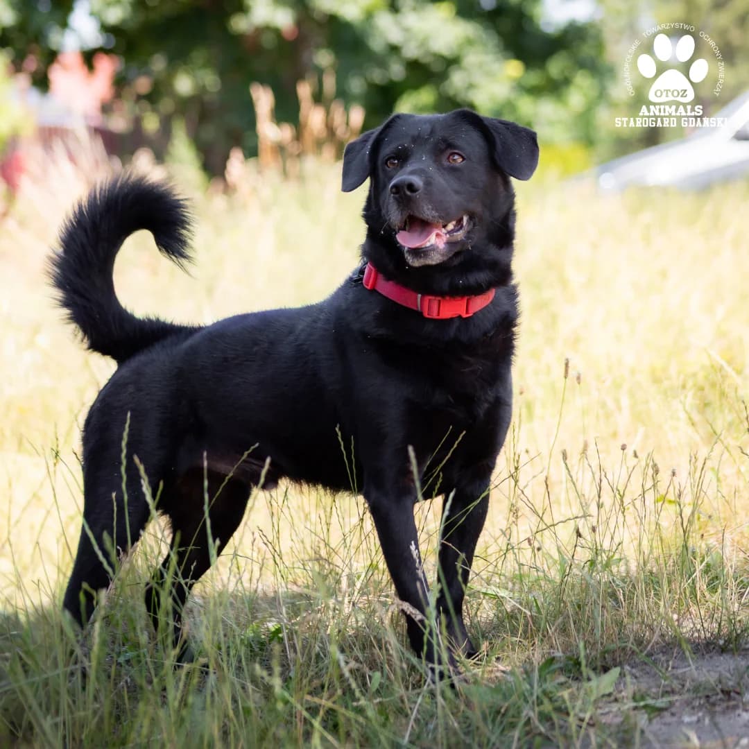Hades, czarny male 5yo Mixed Breed for adoption at OTOZ Animals — Schronisko w Starogardzie Gdańskim