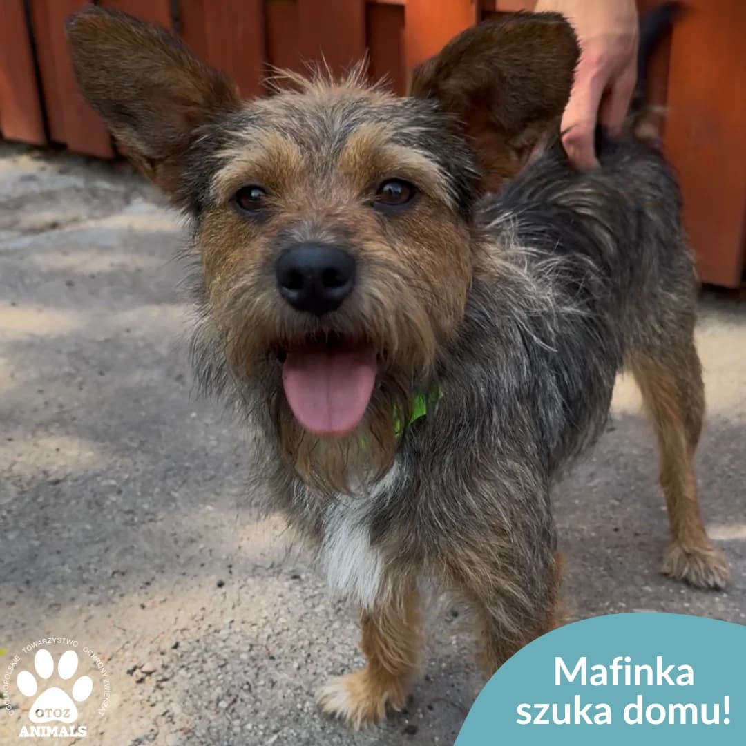 Mafinka, female 5yo Mixed Breed for adoption at OTOZ Animals — Schronisko w Starogardzie Gdańskim