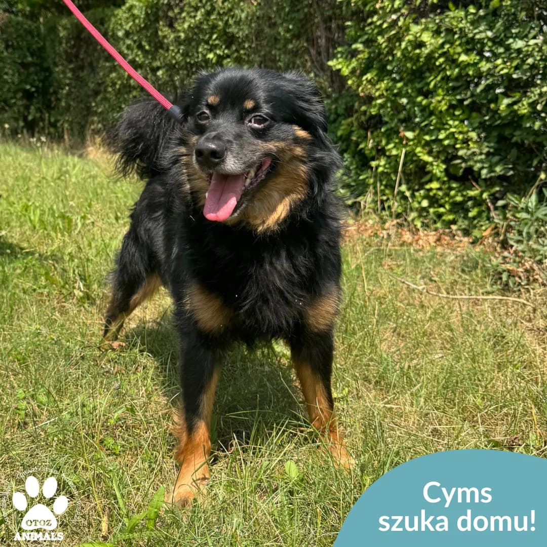 Cyms, male 5yo Mixed Breed for adoption at OTOZ Animals — Schronisko w Starogardzie Gdańskim