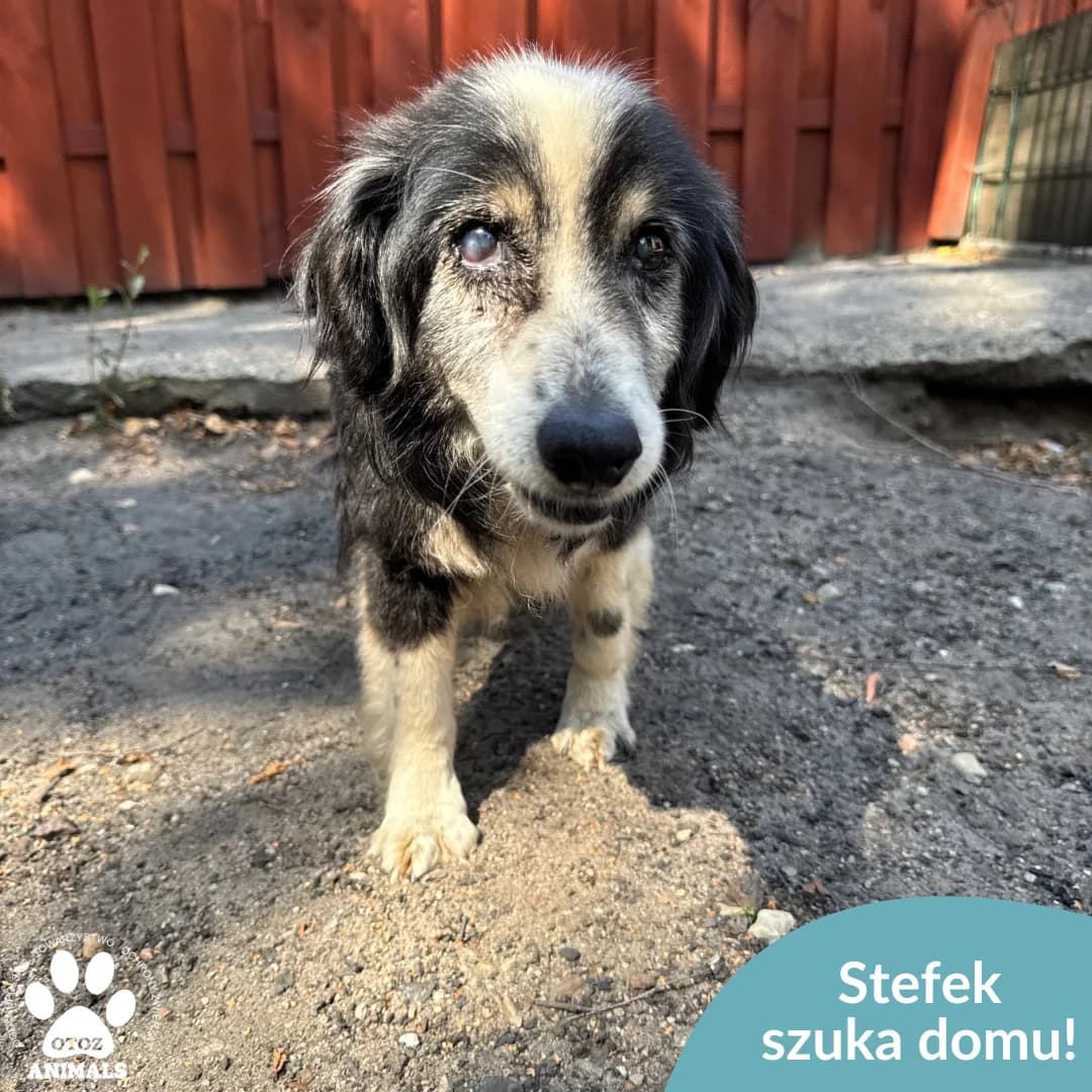 Stefek, male senior Mixed Breed for adoption at OTOZ Animals — Schronisko w Starogardzie Gdańskim
