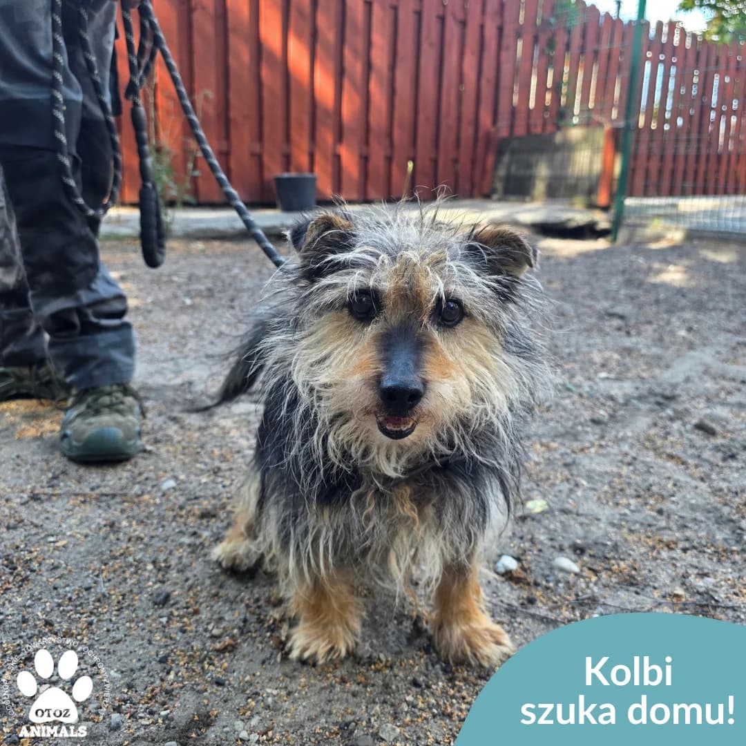 Kolbi, male senior Mixed Breed for adoption at OTOZ Animals — Schronisko w Starogardzie Gdańskim