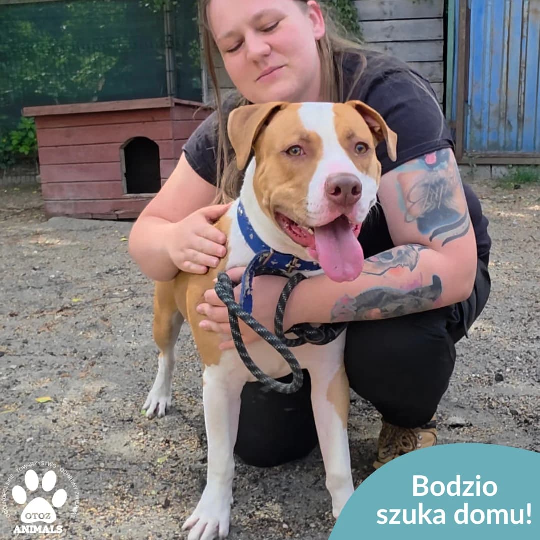 Bodzio, male young Mixed Breed for adoption at OTOZ Animals — Schronisko w Starogardzie Gdańskim