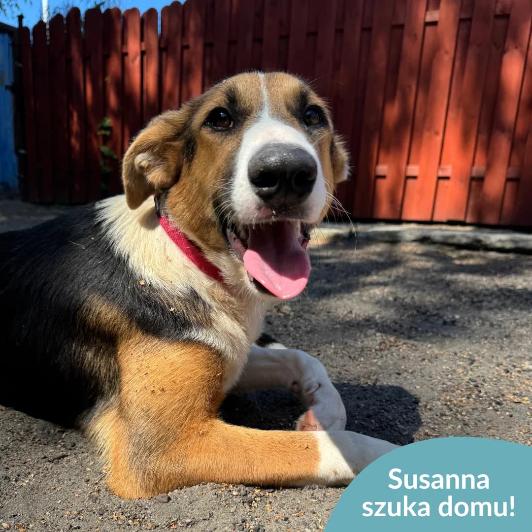 Susanna, female young Mixed Breed for adoption at OTOZ Animals — Schronisko w Starogardzie Gdańskim