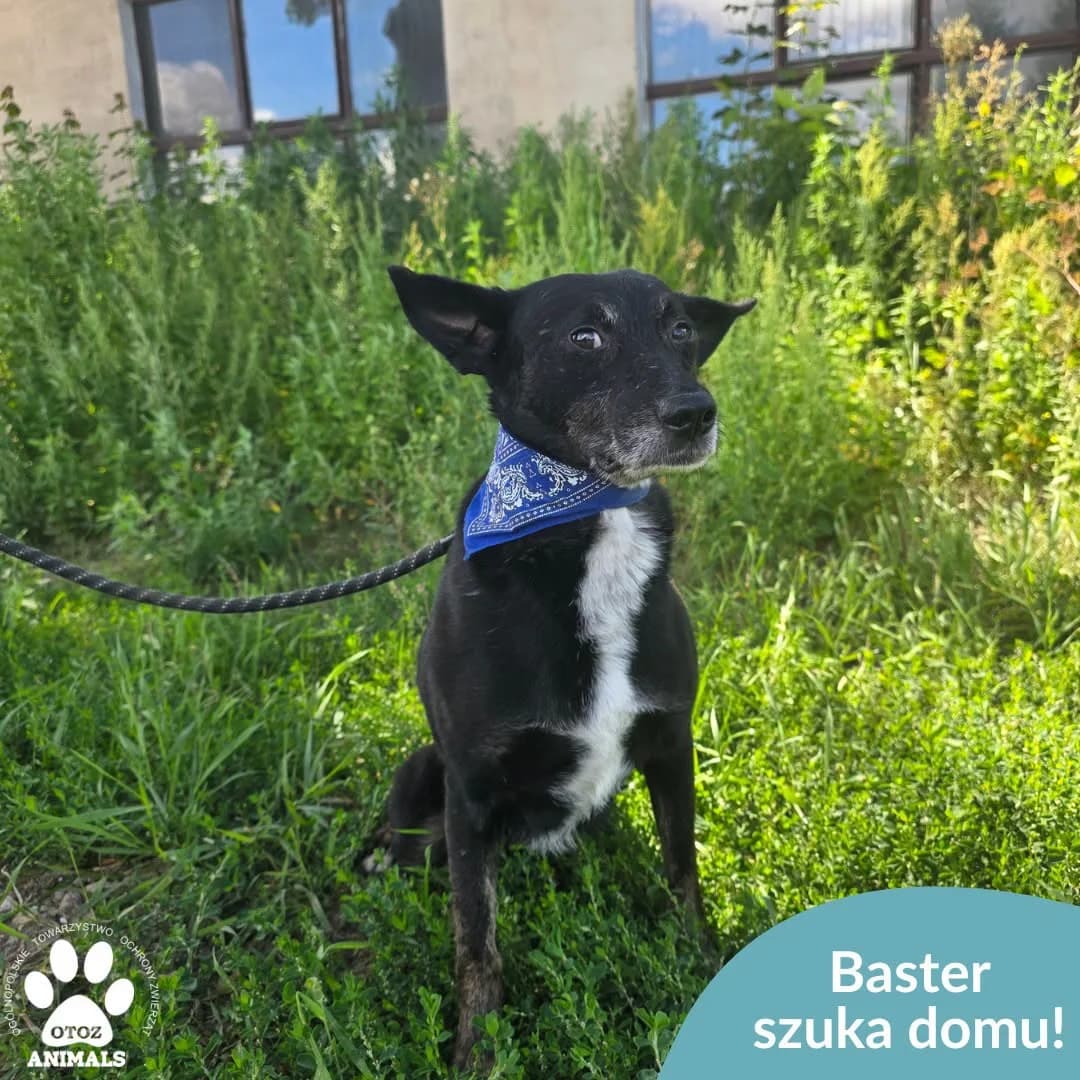Baster, male 5yo Mixed Breed for adoption at OTOZ Animals — Schronisko w Starogardzie Gdańskim
