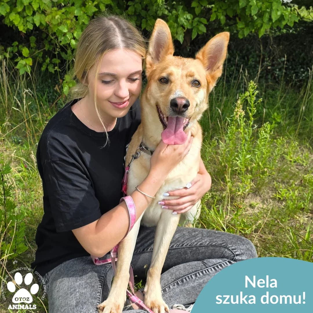 Nela, female 5yo Mixed Breed for adoption at OTOZ Animals — Schronisko w Starogardzie Gdańskim