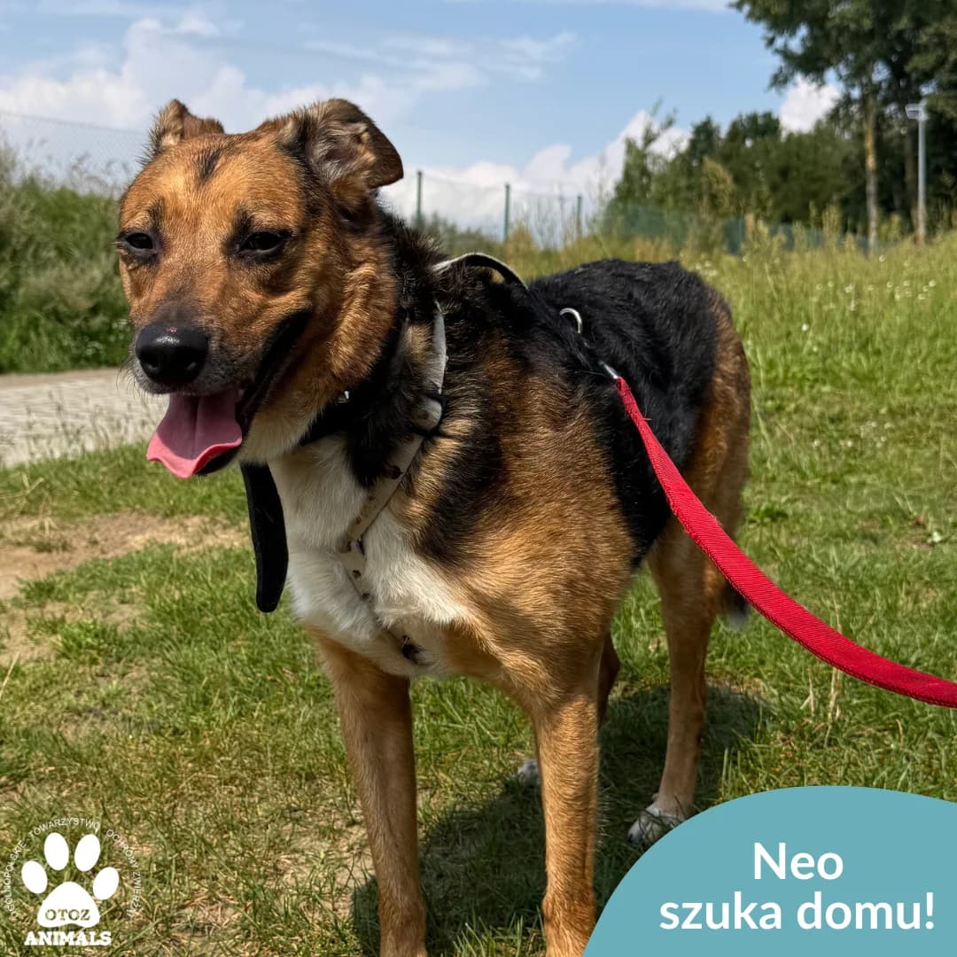 Neo, male 5yo Mixed Breed for adoption at OTOZ Animals — Schronisko w Starogardzie Gdańskim