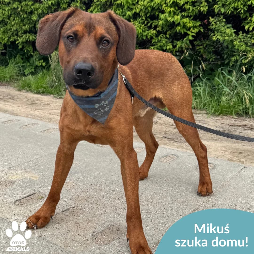 Mikuś, male young Mixed Breed for adoption at OTOZ Animals — Schronisko w Starogardzie Gdańskim