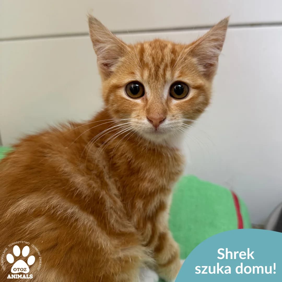 Shrek, rudy male young Mixed Breed for adoption at OTOZ Animals — Schronisko w Starogardzie Gdańskim