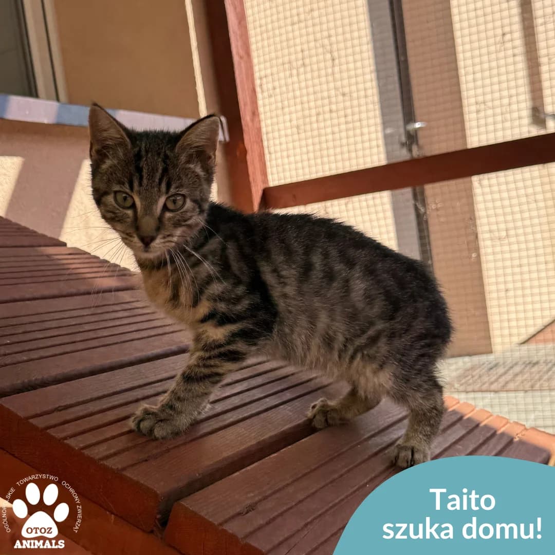 Taito, male young Mixed Breed for adoption at OTOZ Animals — Schronisko w Starogardzie Gdańskim