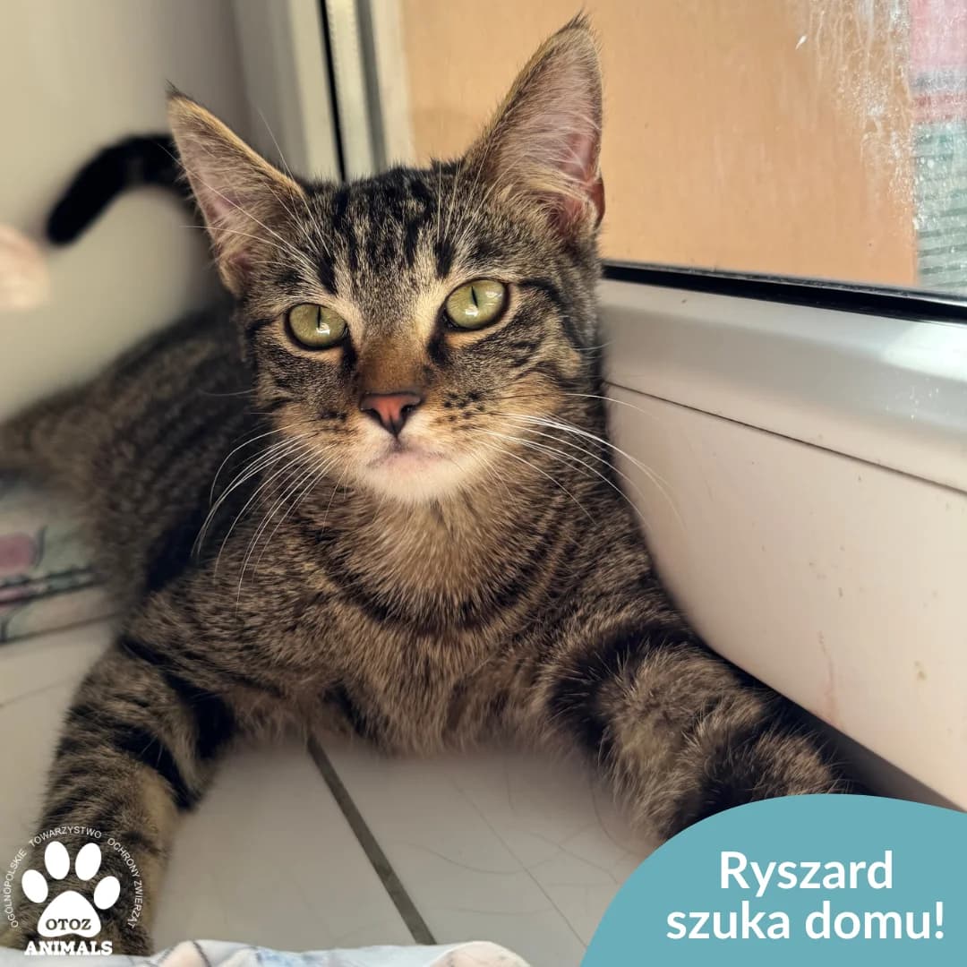 Ryszard, male young Mixed Breed for adoption at OTOZ Animals — Schronisko w Starogardzie Gdańskim