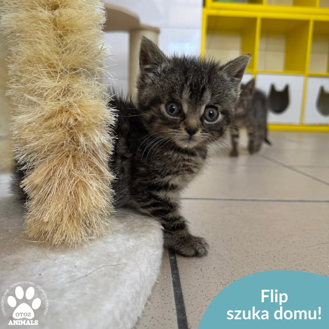 Flip, male young Mixed Breed for adoption at OTOZ Animals — Schronisko w Starogardzie Gdańskim
