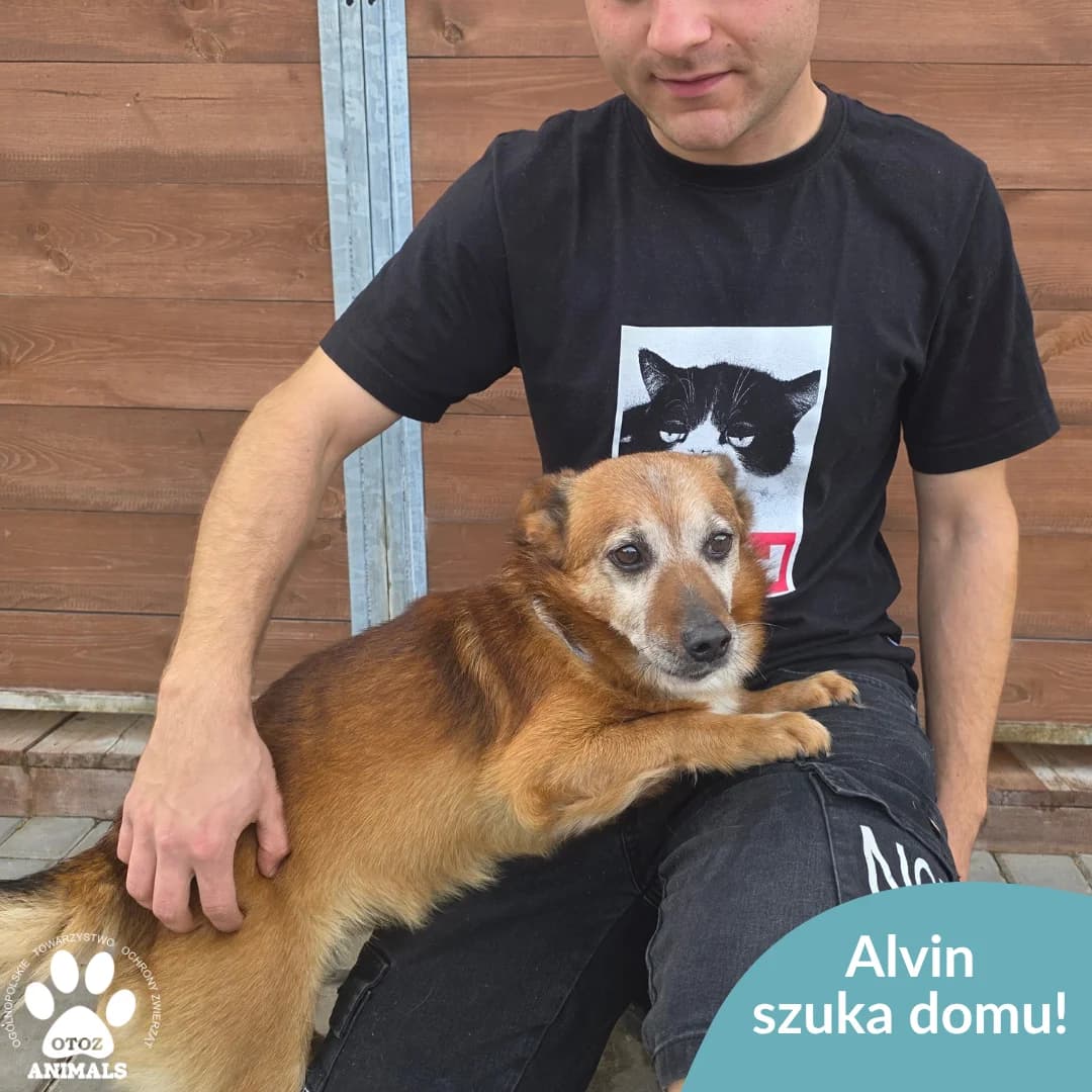 Alvin, male senior Mixed Breed for adoption at OTOZ Animals — Schronisko w Starogardzie Gdańskim