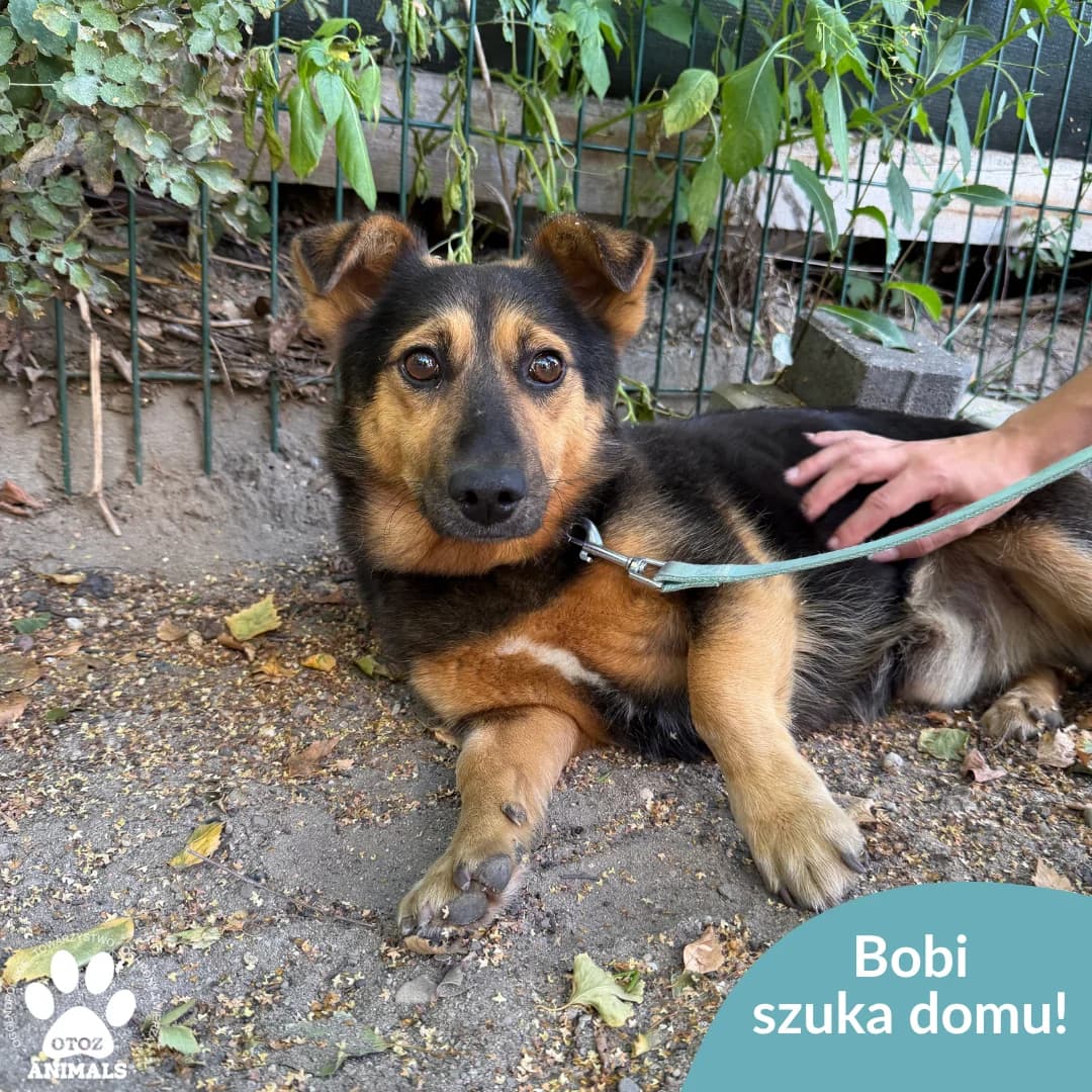 Bobi, male 5yo Mixed Breed for adoption at OTOZ Animals — Schronisko w Starogardzie Gdańskim
