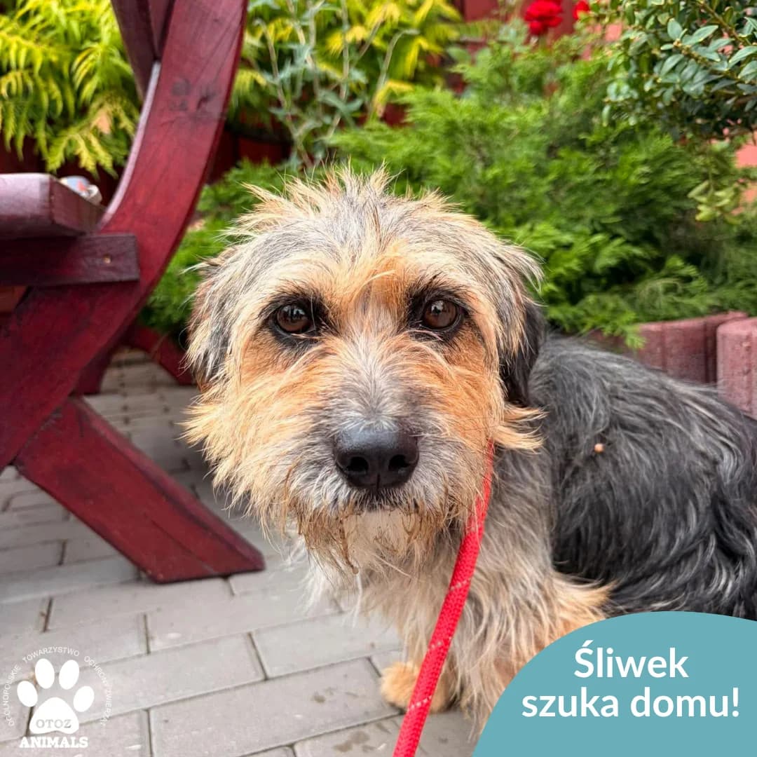 Śliwek, male 5yo Mixed Breed for adoption at OTOZ Animals — Schronisko w Starogardzie Gdańskim