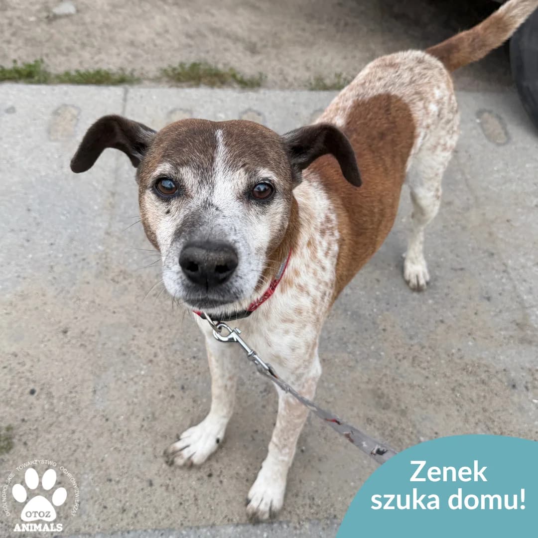 Zenek, male senior Mixed Breed for adoption at OTOZ Animals — Schronisko w Starogardzie Gdańskim