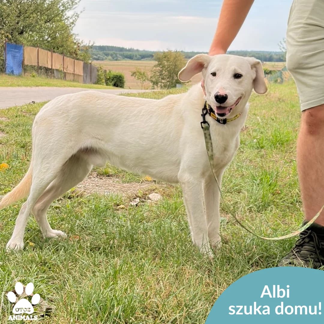 Albi, biały male young Mixed Breed for adoption at OTOZ Animals — Schronisko w Starogardzie Gdańskim