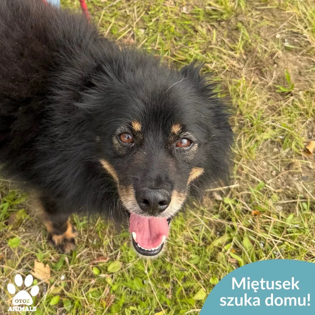 Miętusek, male 5yo Mixed Breed for adoption at OTOZ Animals — Schronisko w Starogardzie Gdańskim