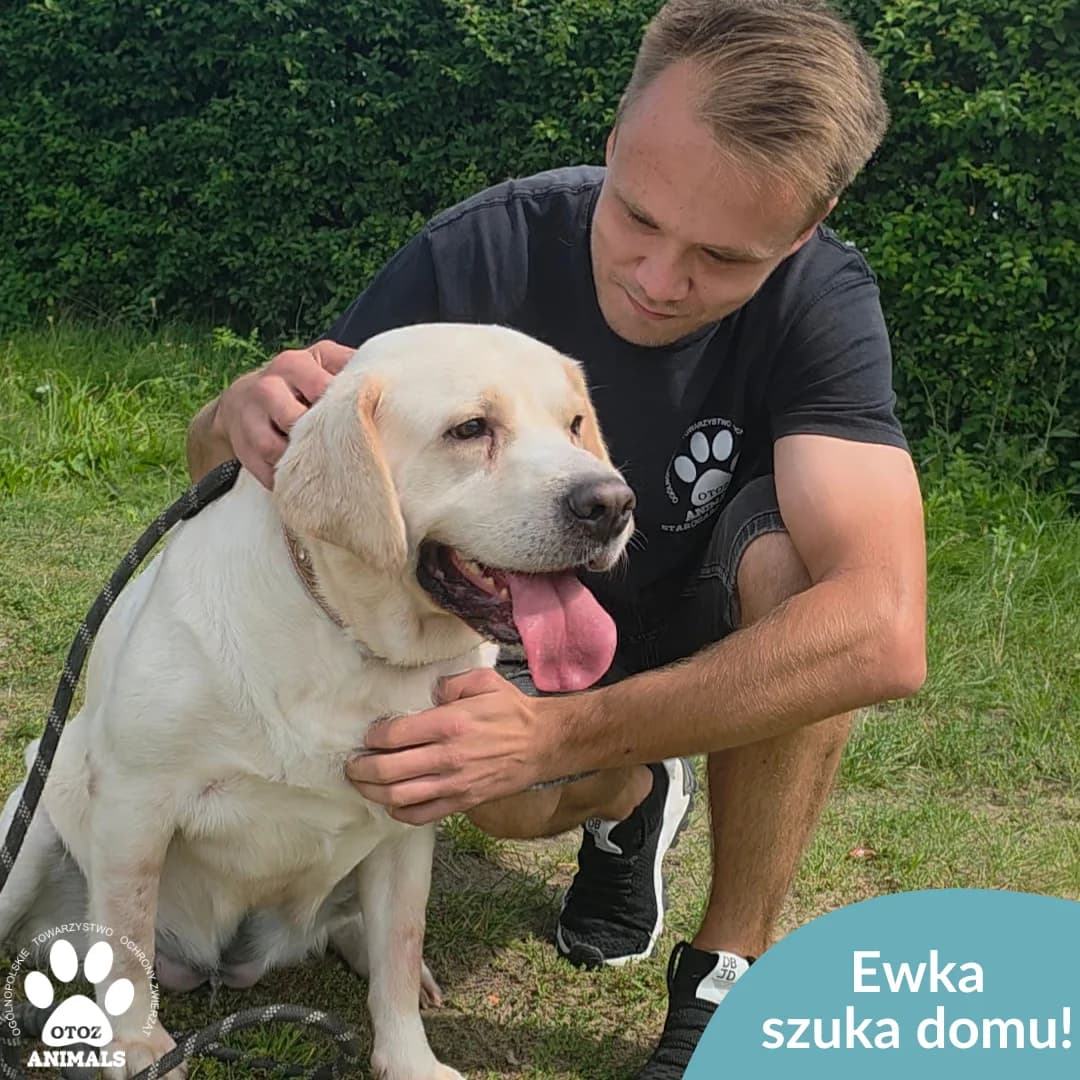 Ewka, female 5yo Mixed Breed for adoption at OTOZ Animals — Schronisko w Starogardzie Gdańskim