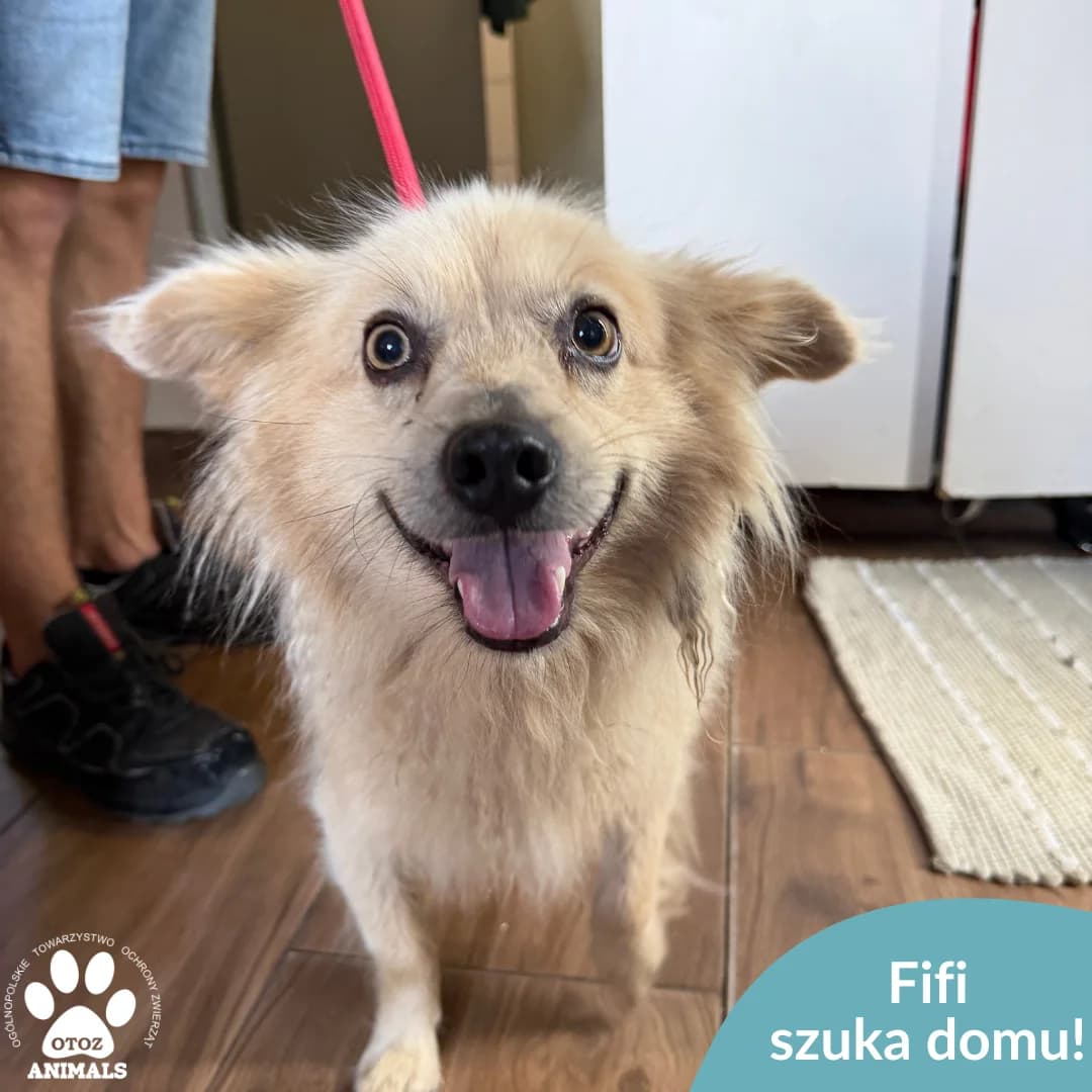 Fifi, male 5yo Mixed Breed for adoption at OTOZ Animals — Schronisko w Starogardzie Gdańskim