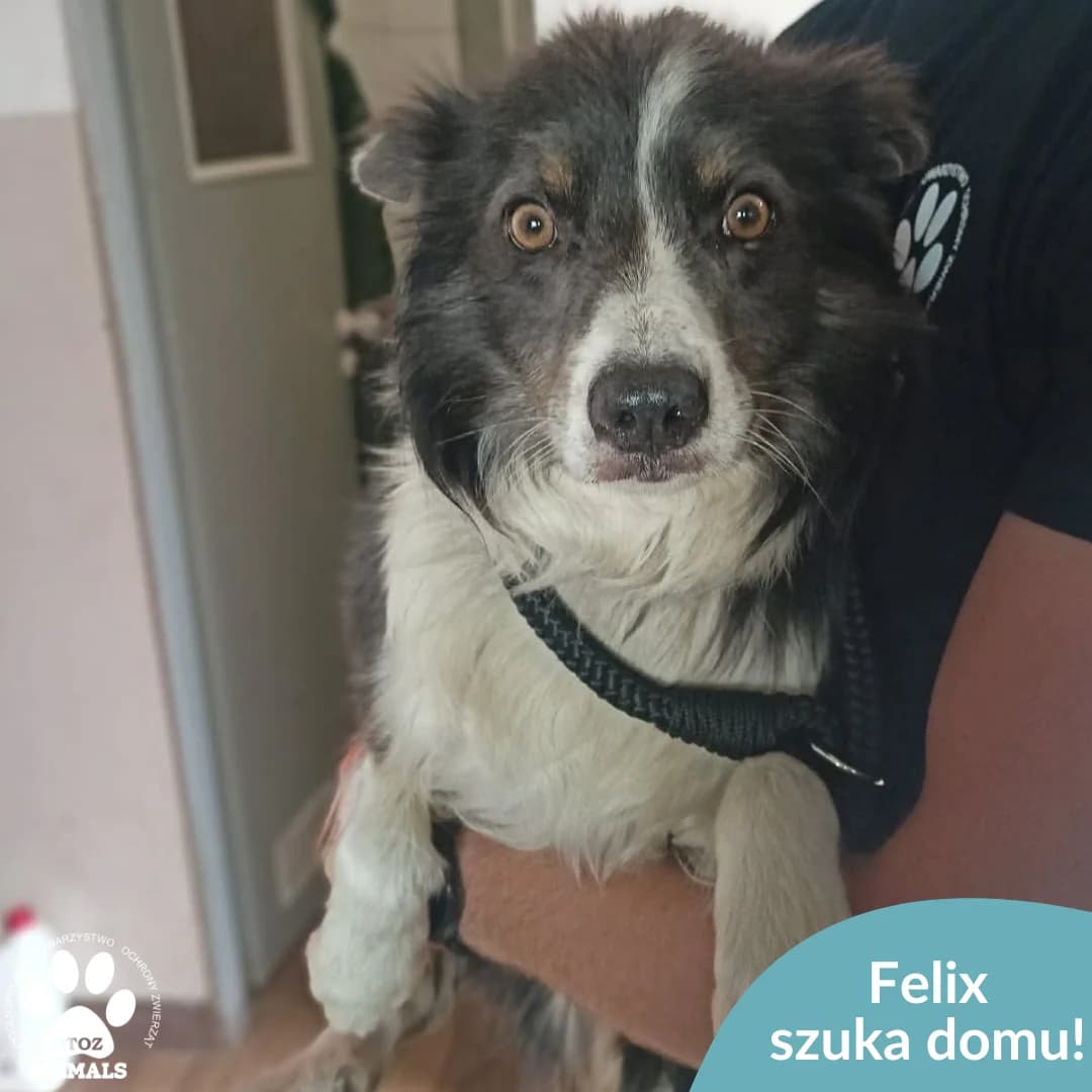 Felix, male 5yo Mixed Breed for adoption at OTOZ Animals — Schronisko w Starogardzie Gdańskim