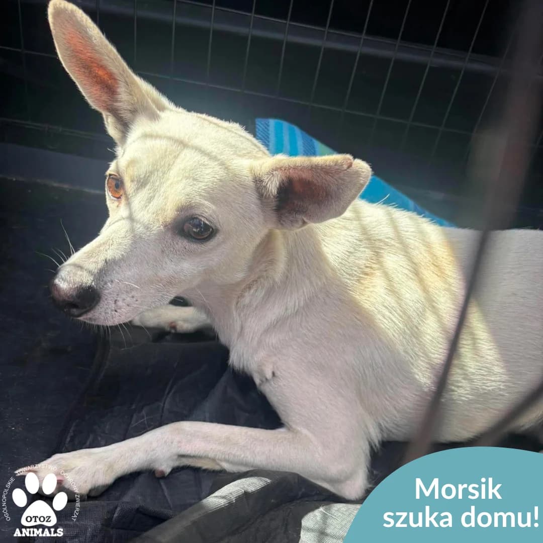 Morsik, male young Mixed Breed for adoption at OTOZ Animals — Schronisko w Starogardzie Gdańskim