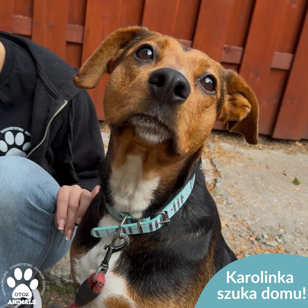 Karolinka, female 5yo Mixed Breed for adoption at OTOZ Animals — Schronisko w Starogardzie Gdańskim