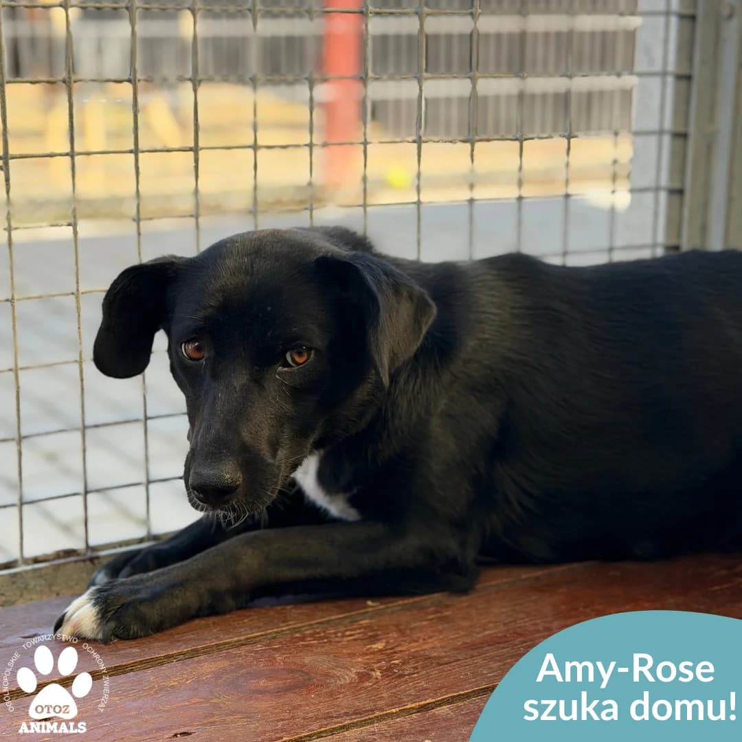 Amy-Rose, male young Mixed Breed for adoption at OTOZ Animals — Schronisko w Starogardzie Gdańskim