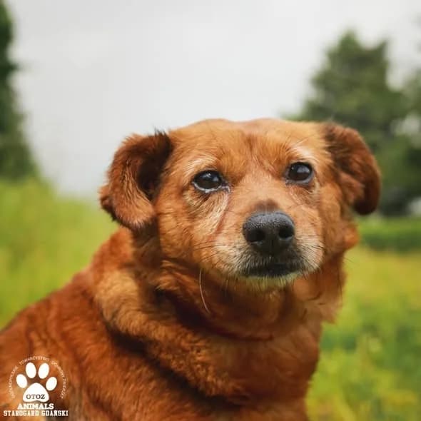Zosia, female senior Mixed Breed for adoption at OTOZ Animals — Schronisko w Starogardzie Gdańskim