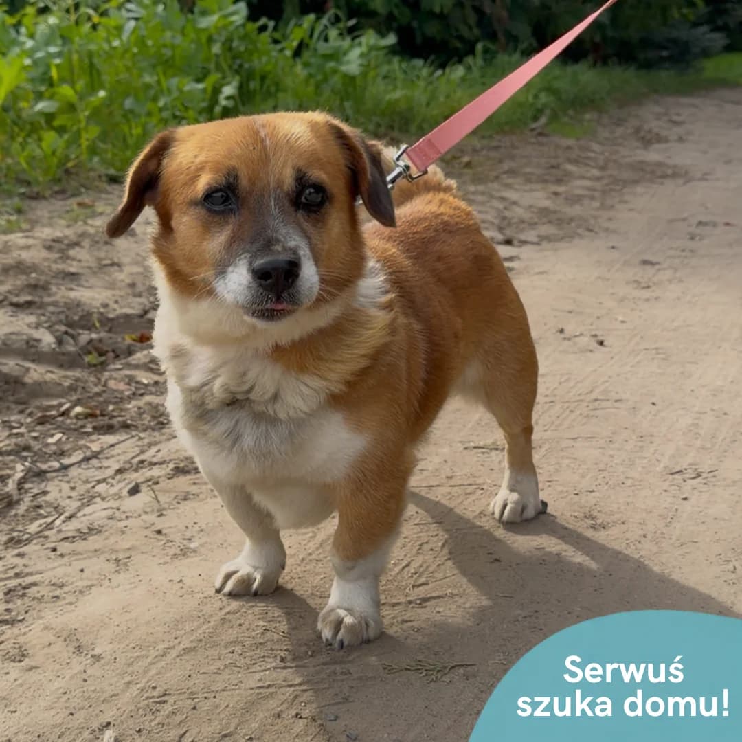 Serwuś, male senior Mixed Breed for adoption at OTOZ Animals — Schronisko w Starogardzie Gdańskim