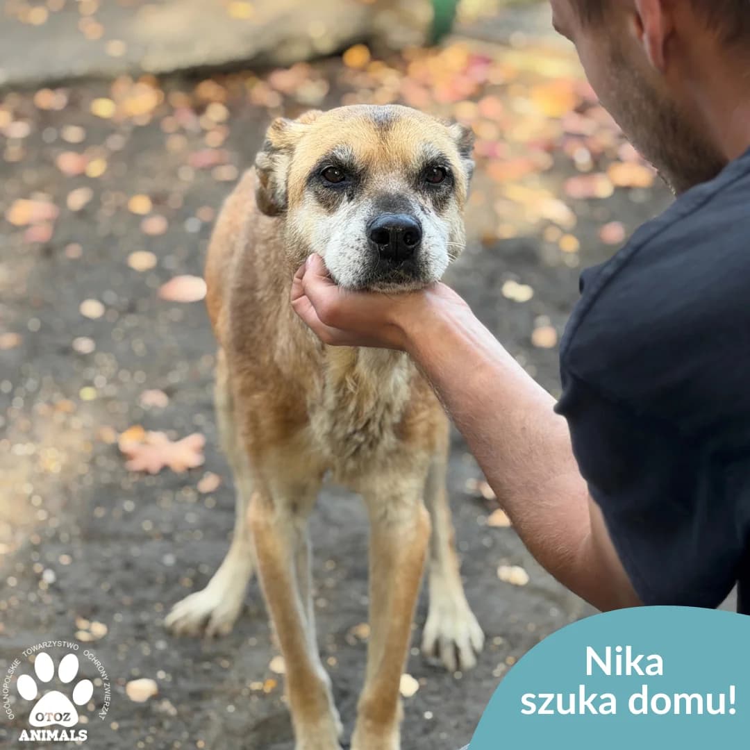 Nika, female senior Mixed Breed for adoption at OTOZ Animals — Schronisko w Starogardzie Gdańskim