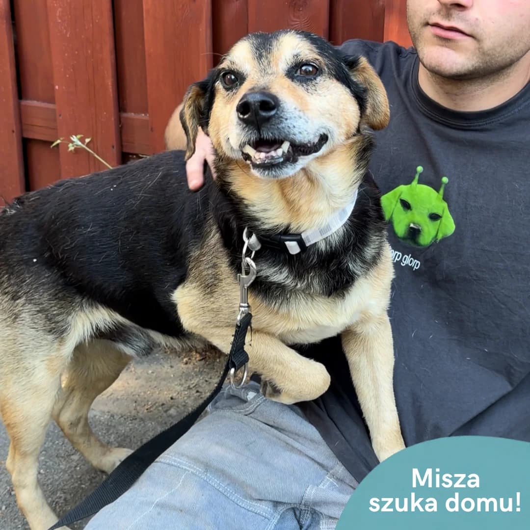 Misza, female senior Mixed Breed for adoption at OTOZ Animals — Schronisko w Starogardzie Gdańskim