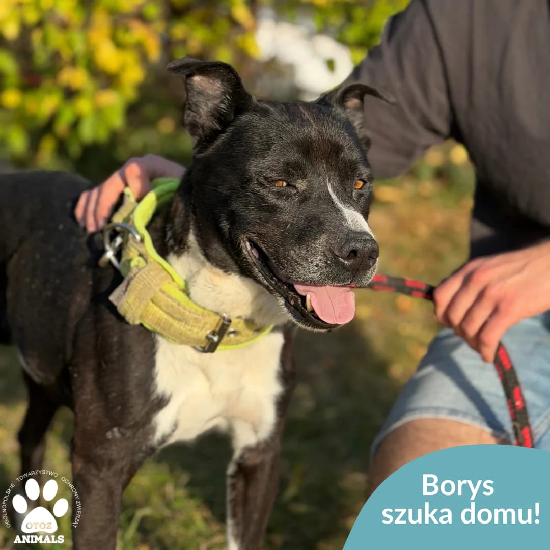 Borys, male 5yo Mixed Breed for adoption at OTOZ Animals — Schronisko w Starogardzie Gdańskim