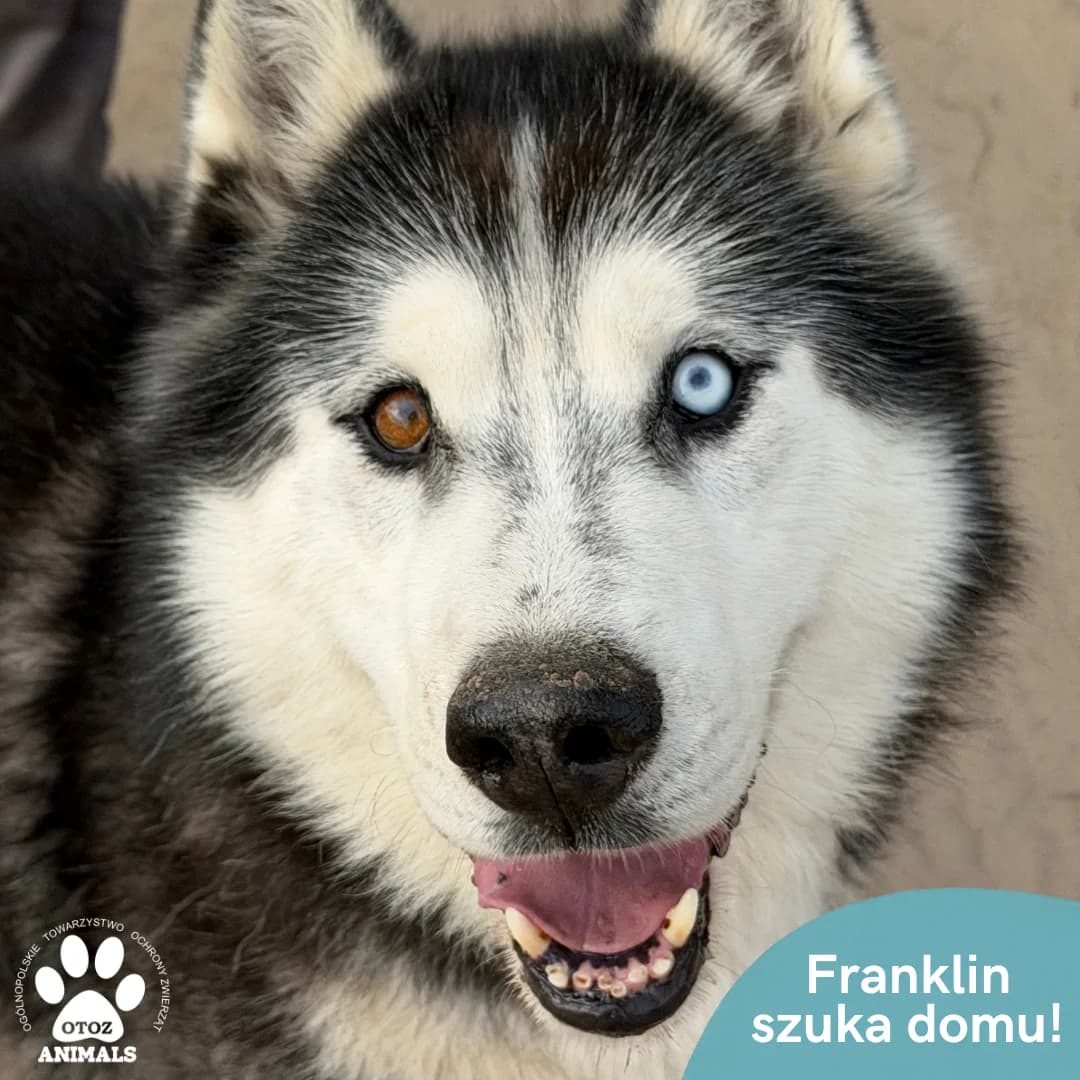 Franklin, male senior Husky for adoption at OTOZ Animals — Schronisko w Starogardzie Gdańskim