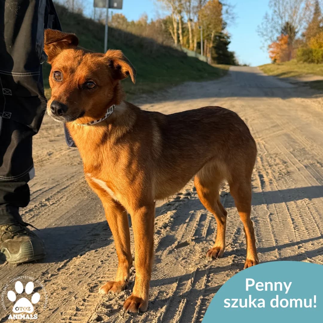 Penny, rudy female young mixed breed for adoption at OTOZ Animals — Schronisko w Starogardzie Gdańskim