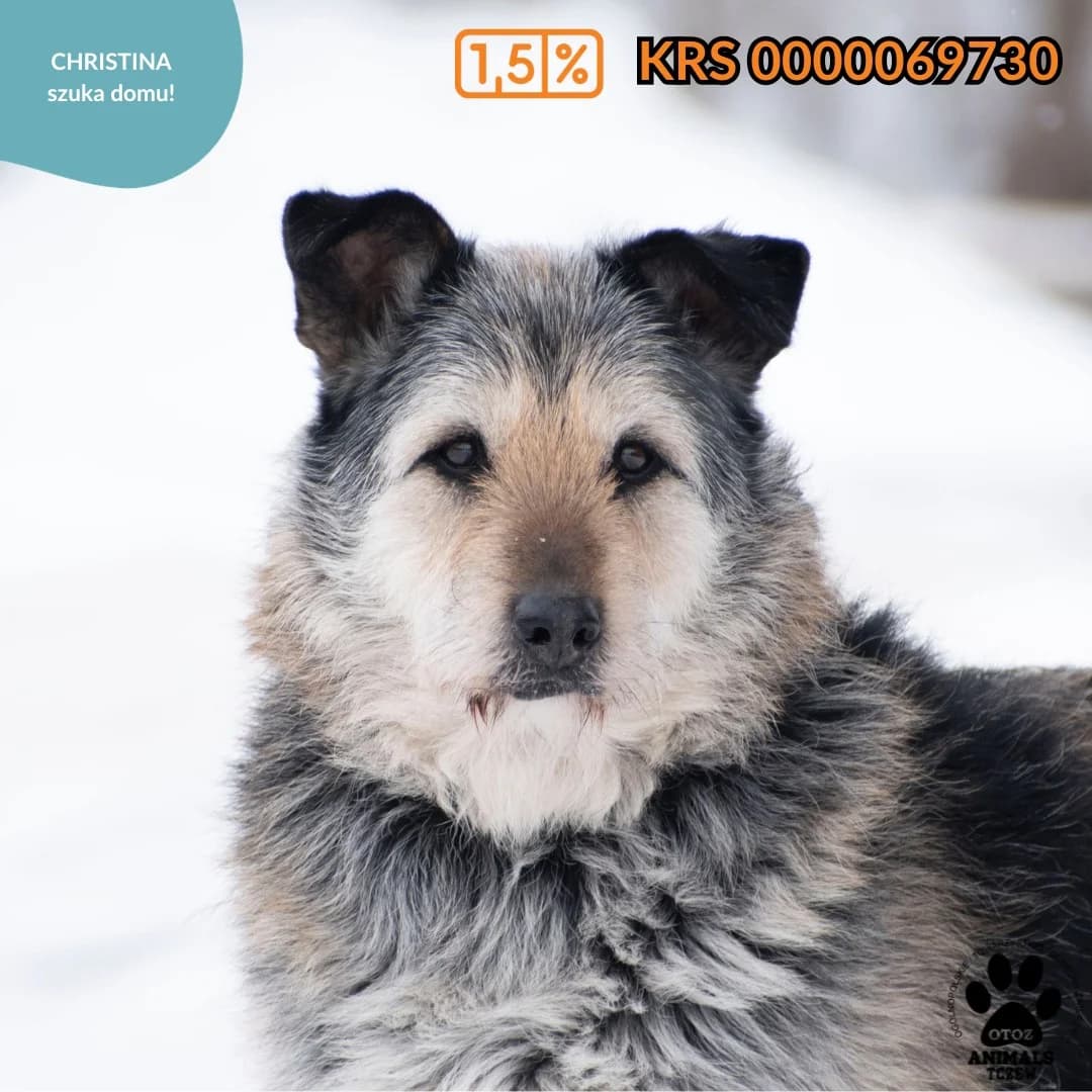 CHRISTINA, beżowy, brązowy female mixed breed for adoption at OTOZ Animals — Schronisko w Tczewie